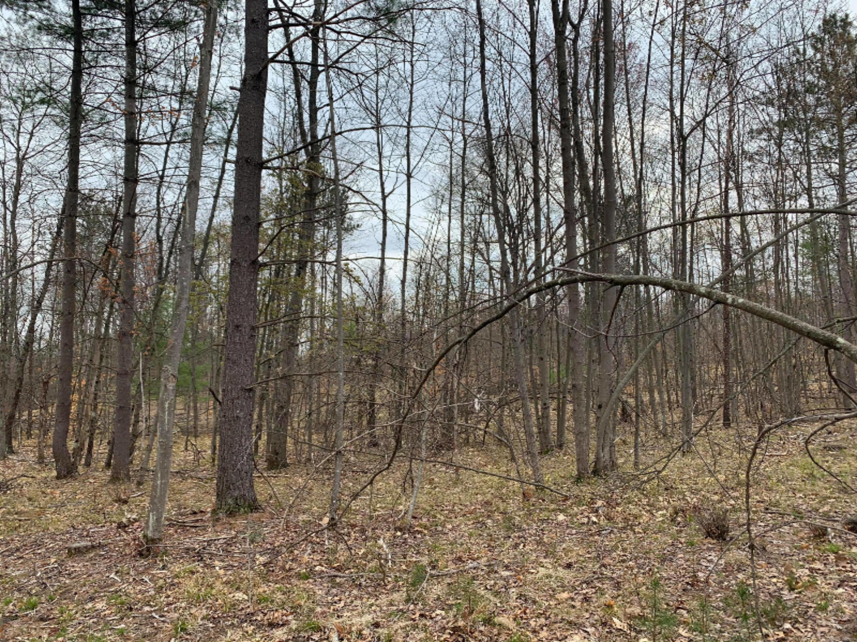 9 9 Mile Road Stanwood, MI 49346 - Photo 12 of 12 177586511_153606099957140_42538065675981