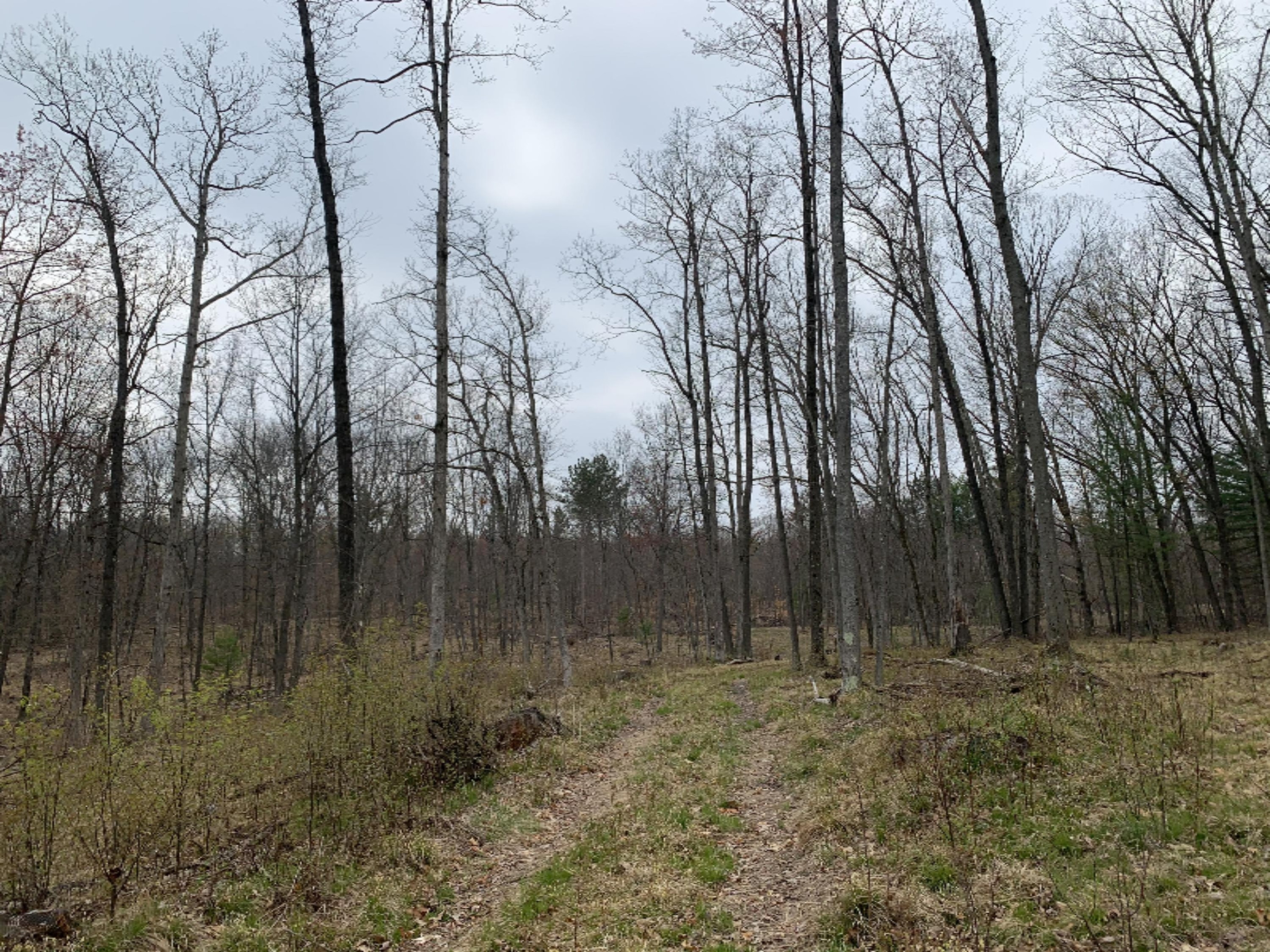 9 9 Mile Road Stanwood, MI 49346 - Photo 8 of 12 IMG-8468