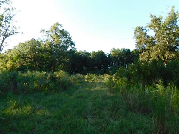 a view of a lush green space