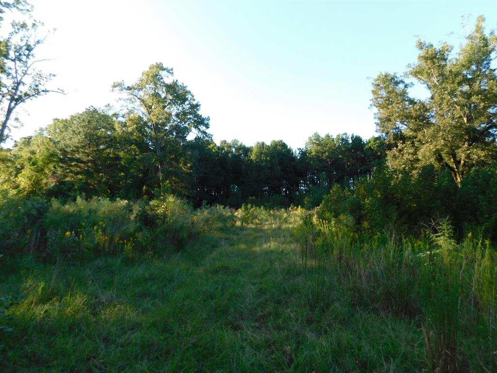 2600 Columbia 21 Road Taylor, AR 71861 - Photo 5 of 15 a view of a lush green space