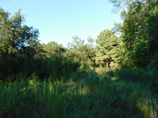a view of a lush green space