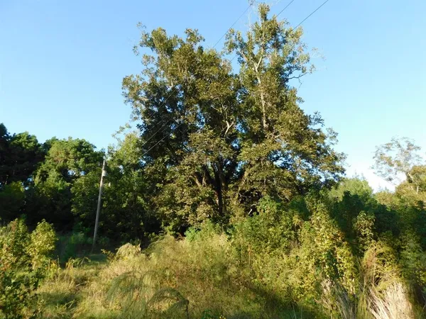 a view of a garden