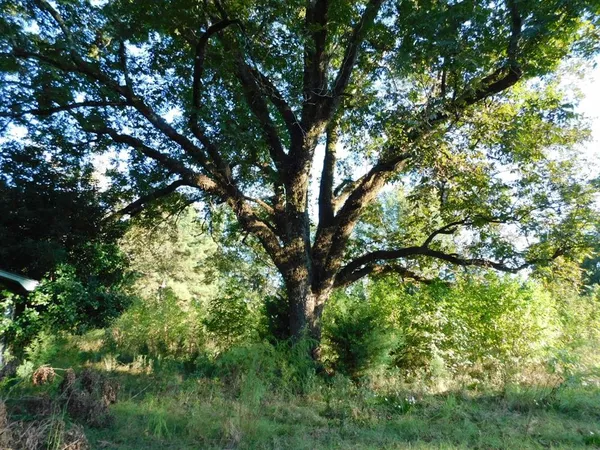 a view of tree
