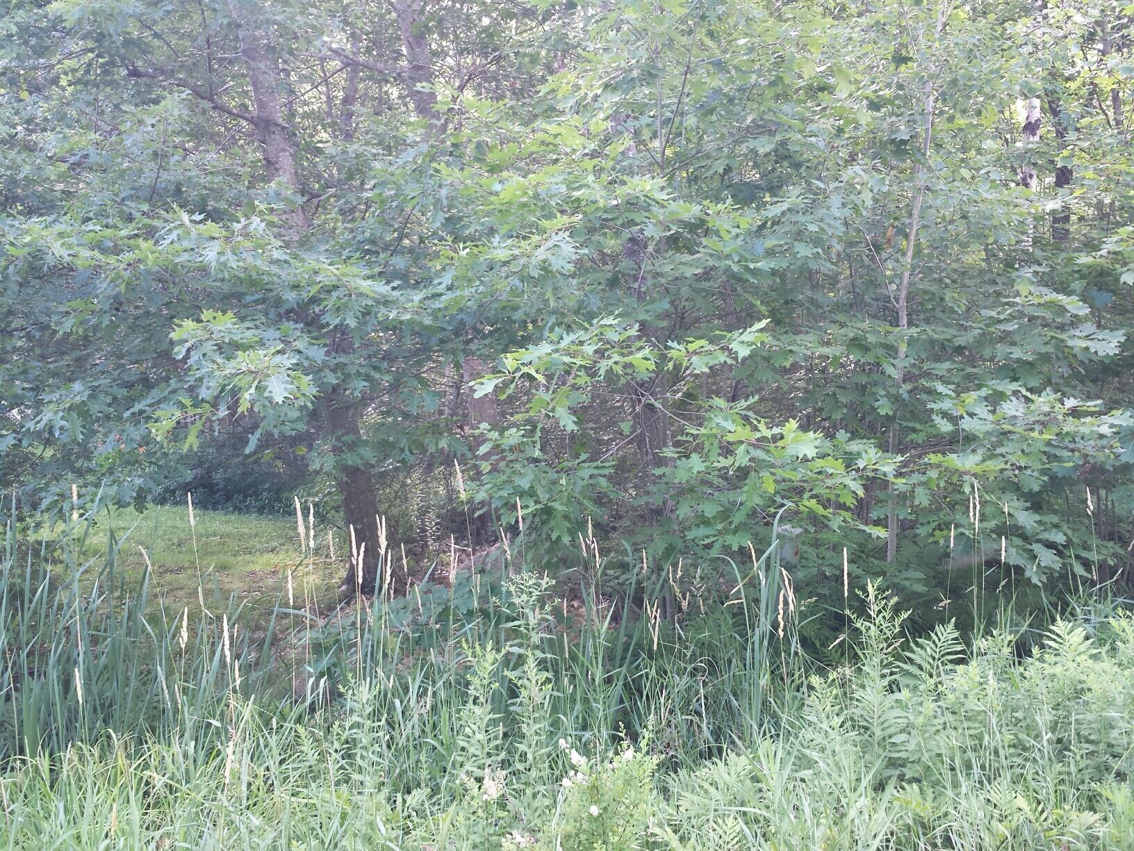 Lot 23 Edinburg Road Howland, ME 04448 - Photo 7 of 12 20150723_164125_resized