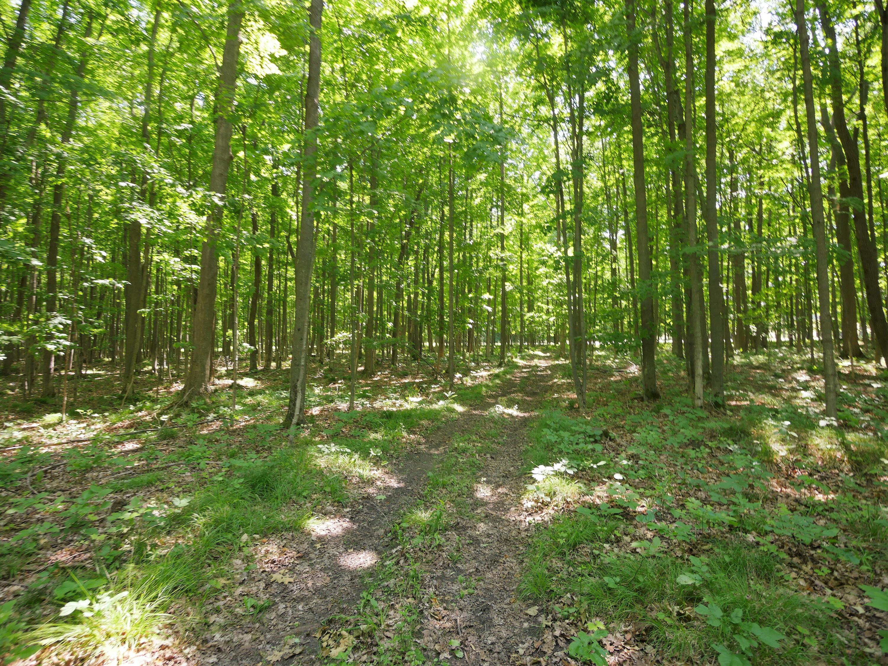 8575 Klein Road Hillman, MI 49746 - Photo 24 of 34 Gallery Image 24