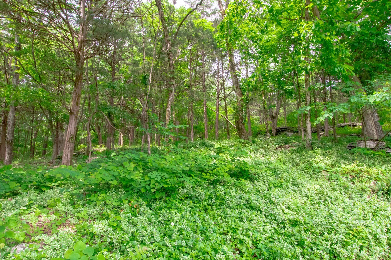 5359 Craddock Road Lascassas, TN 37085 - Photo 65 of 67 a view of lush green forest