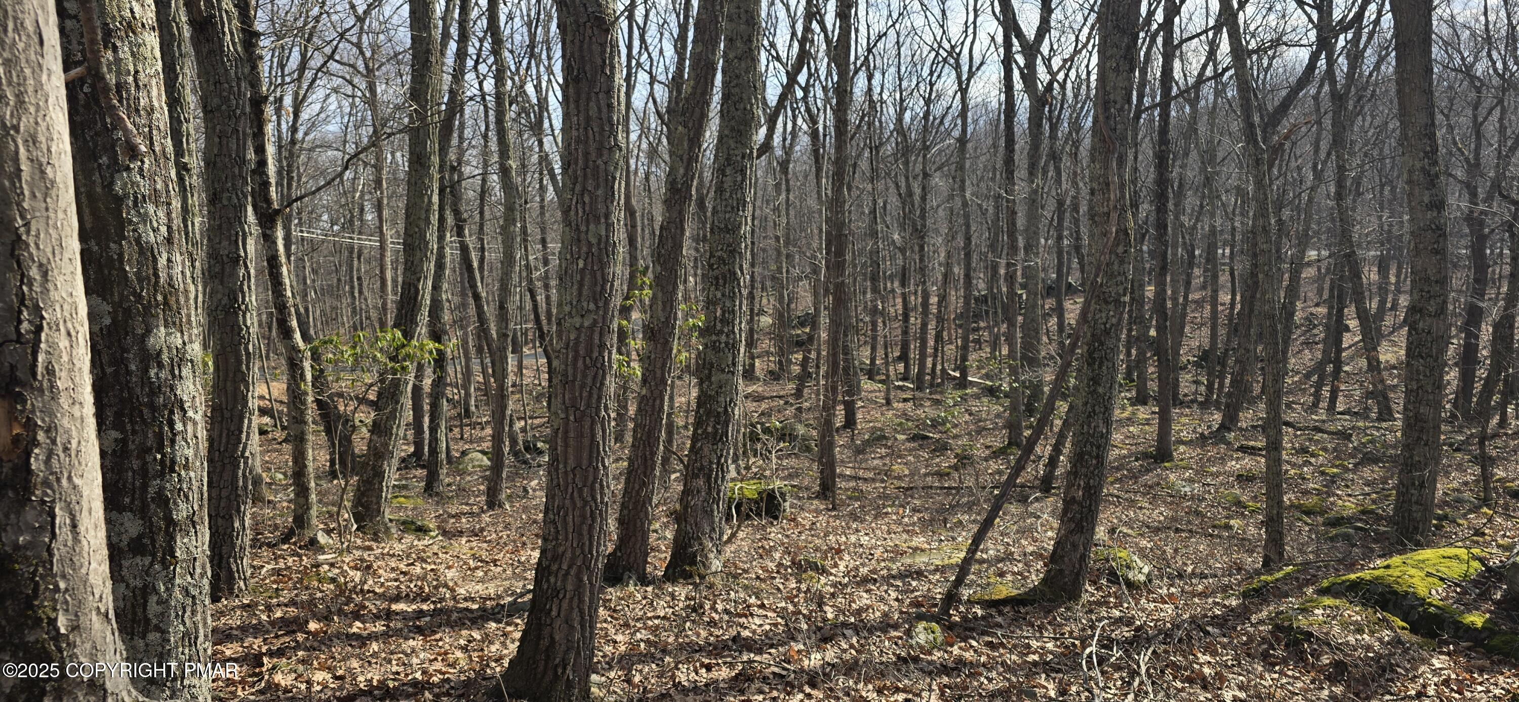 Cowaw Road Milford, PA 18337 - Photo 3 of 4 a view of a forest