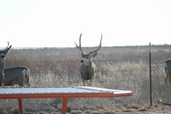 $699,000 | 5355 Farm To Market Road 809, Wildorado, TX 79098