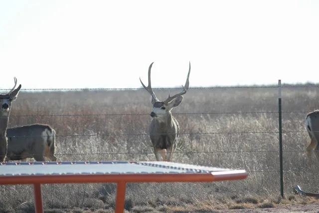 $699,000 | 5355 Farm To Market Road 809, Wildorado, TX 79098