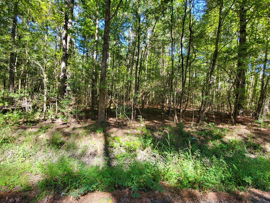 0 Mays Chapel Road Branchville, SC 29432 - Photo 5 of 5 Gallery Image 5