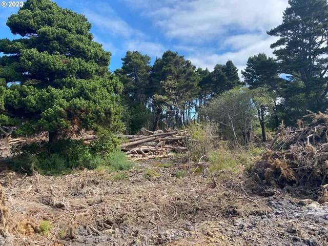 a view of a forest with trees