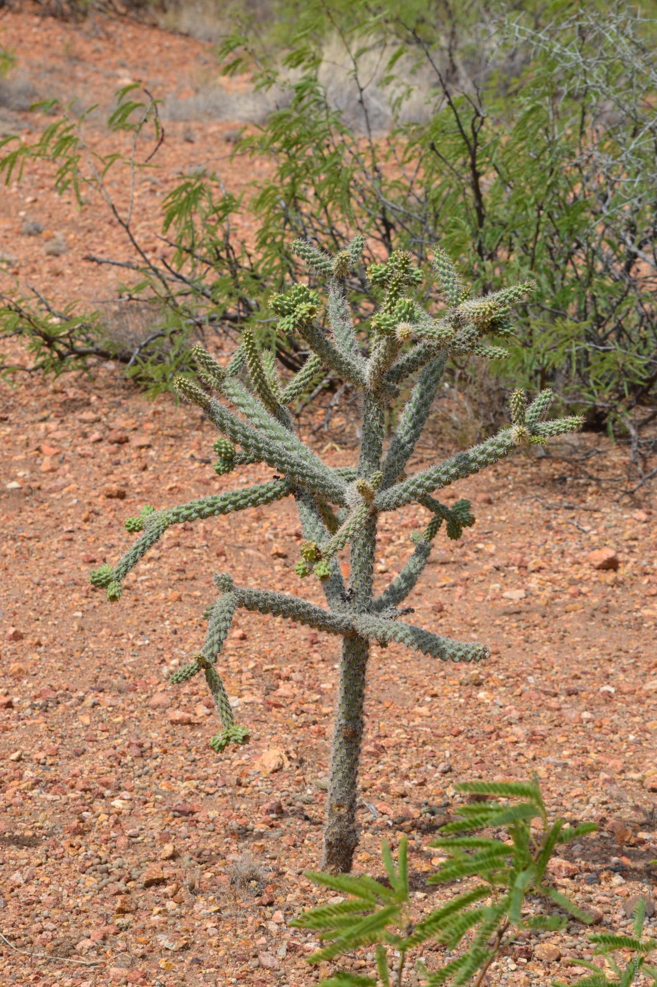 Tbd Indian Creek Road Douglas, AZ 85607 - Photo 17 of 21