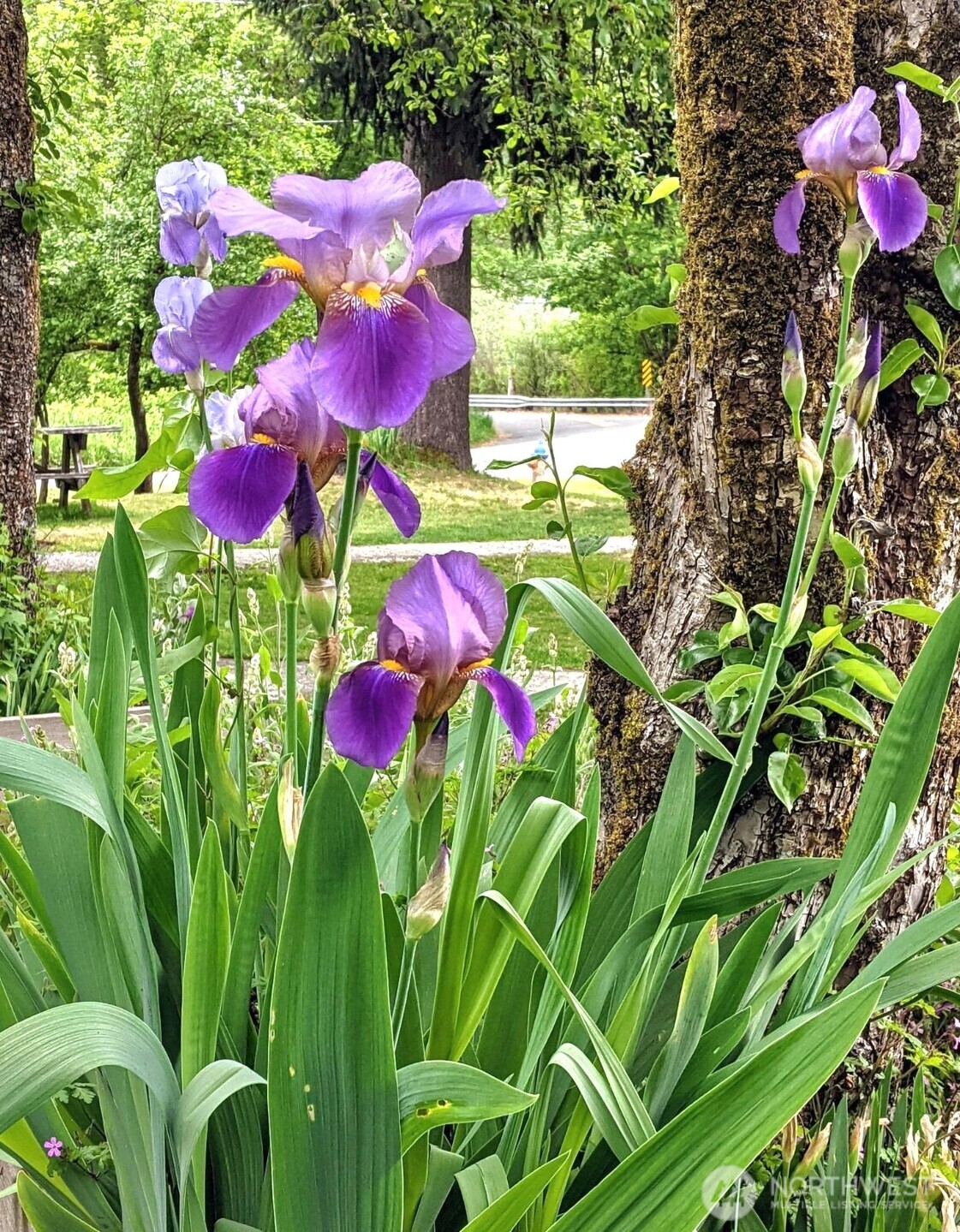 1497 Old Military Road Southeast Tenino, WA 98589 - Photo 32 of 34 a view of a flower