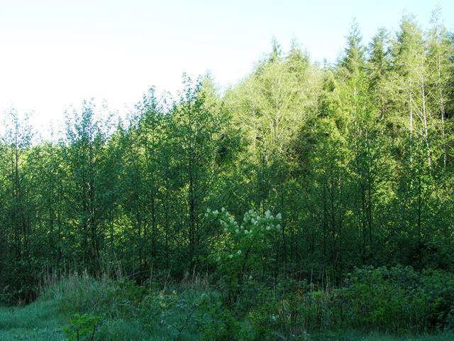 Tl#605 Latimer Road North Tillamook, OR 97141 - Photo 11 of 28 P5021225