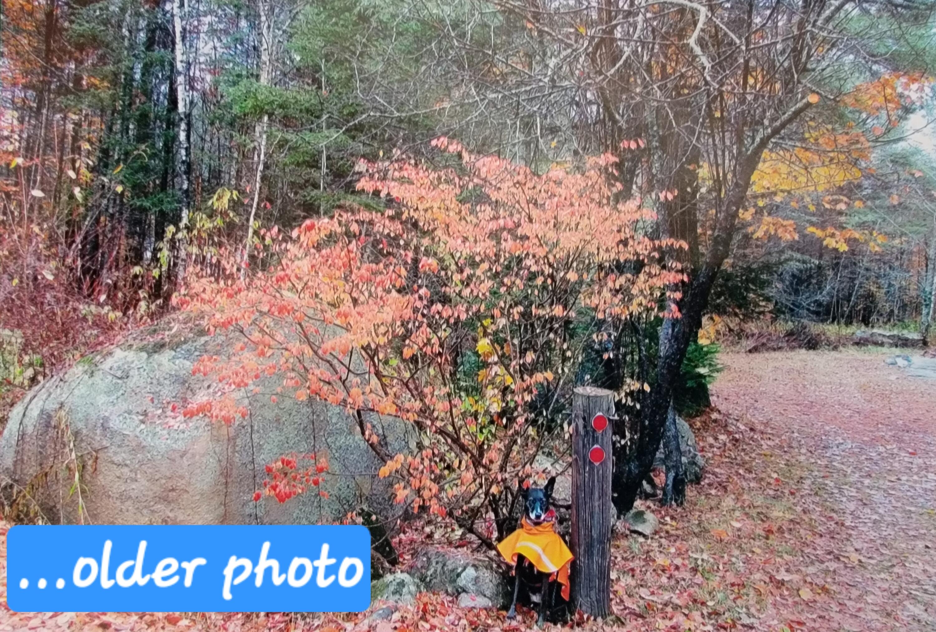 239 Folsom Pond Road Lincoln, ME 04457 - Photo 17 of 20 20260919_100244