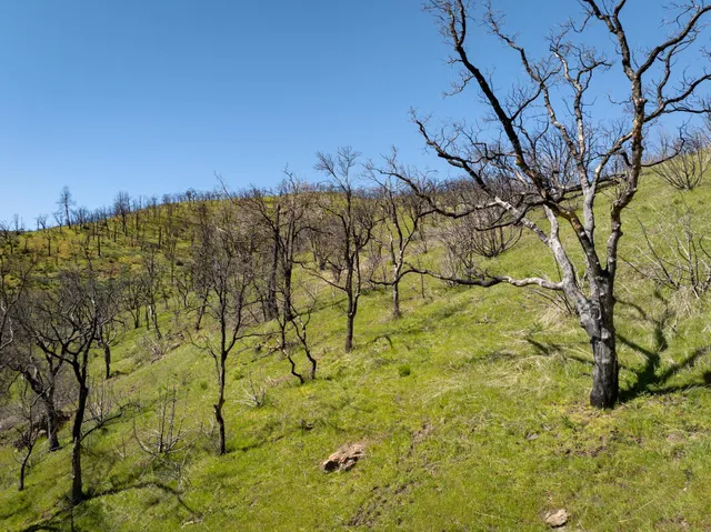 a view of a yard with plants and trees
