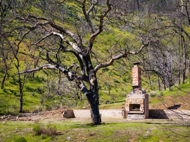 a tree in the middle of a yard