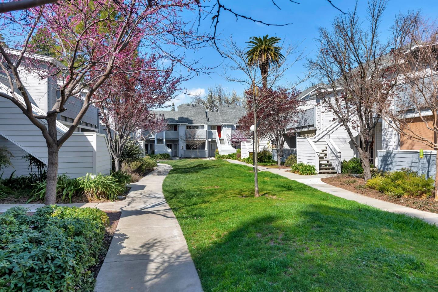 546 Shadowgraph Drive San Jose, CA 95110 - Photo 22 of 24 a view of a yard with plants and large trees
