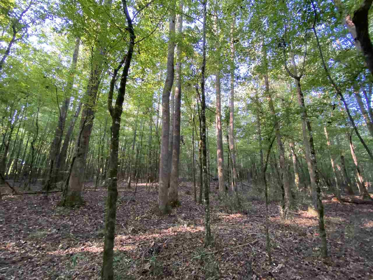 959 Virgin Mary Road Camden, MS 39045 - Photo 21 of 40 Photo 21