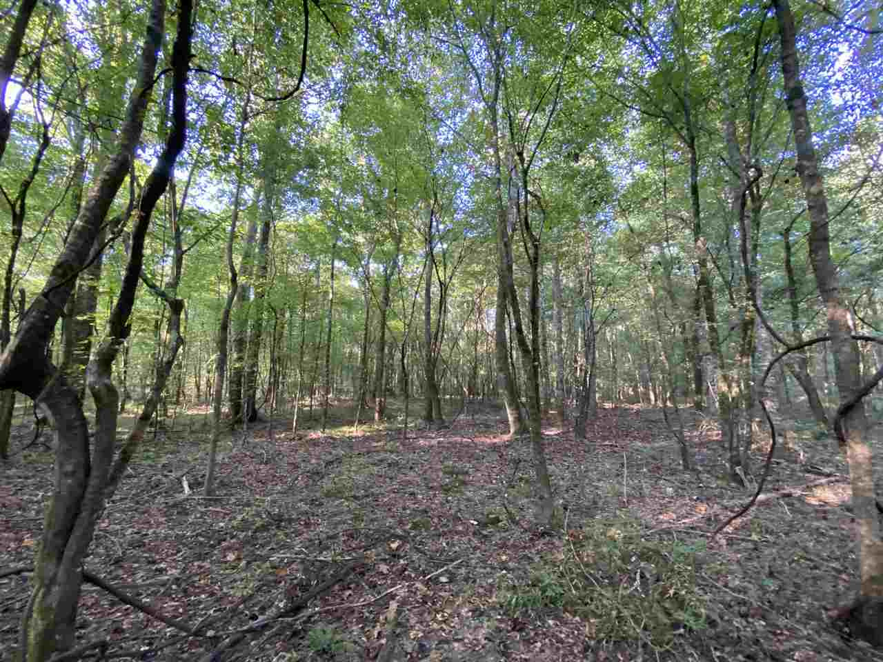 959 Virgin Mary Road Camden, MS 39045 - Photo 24 of 40 Photo 24