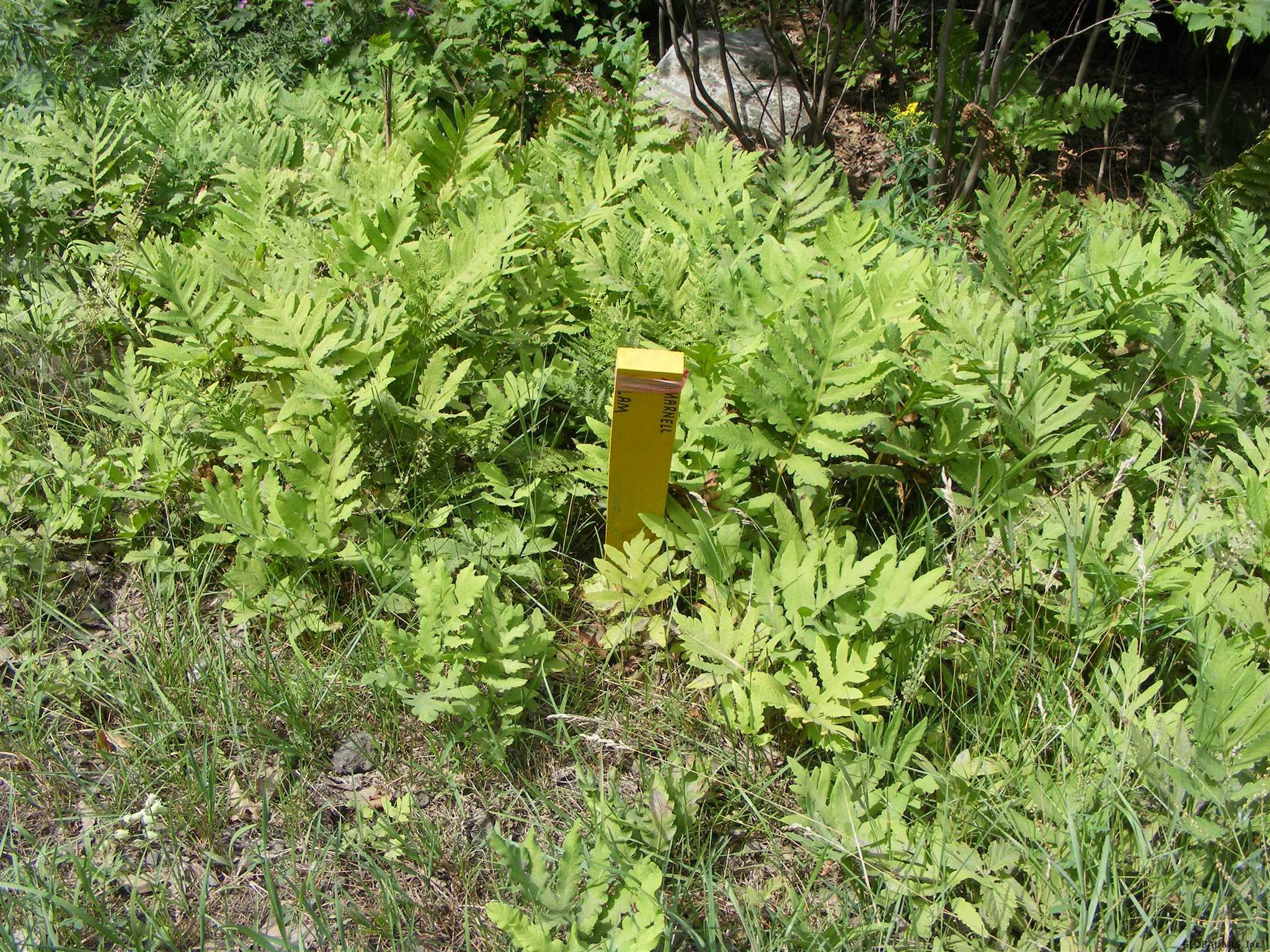 2154 South Shore Road Day, NY 12835 - Photo 12 of 13 Photo 12