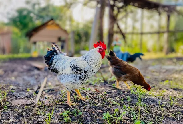 $1,495,000 | 11720 Darsey Road, Parrish, FL 34219