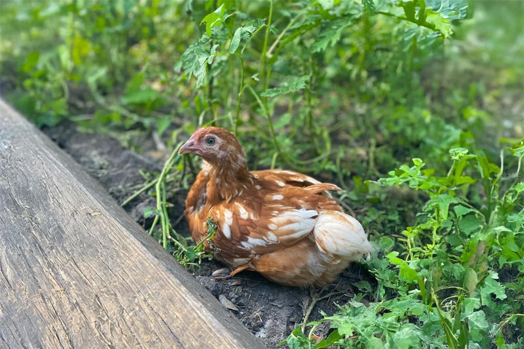 11720 Darsey Road Parrish, FL 34219 - Photo 56 of 60