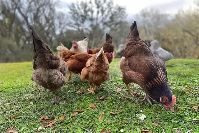 $1,495,000 | 11720 Darsey Road, Parrish, FL 34219