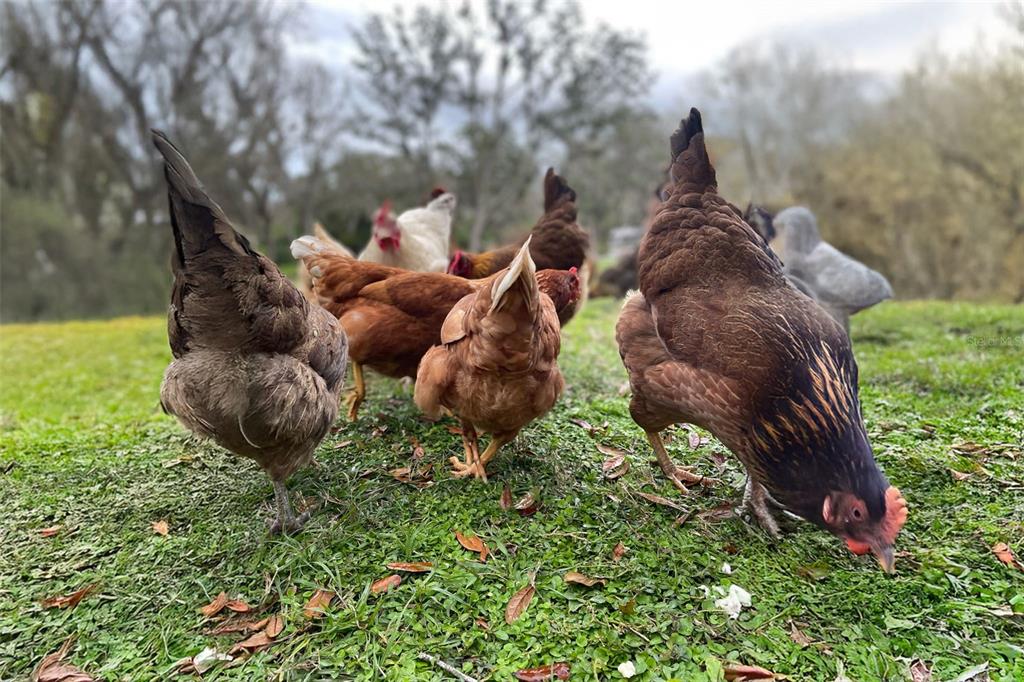 11720 Darsey Road Parrish, FL 34219 - Photo 57 of 60