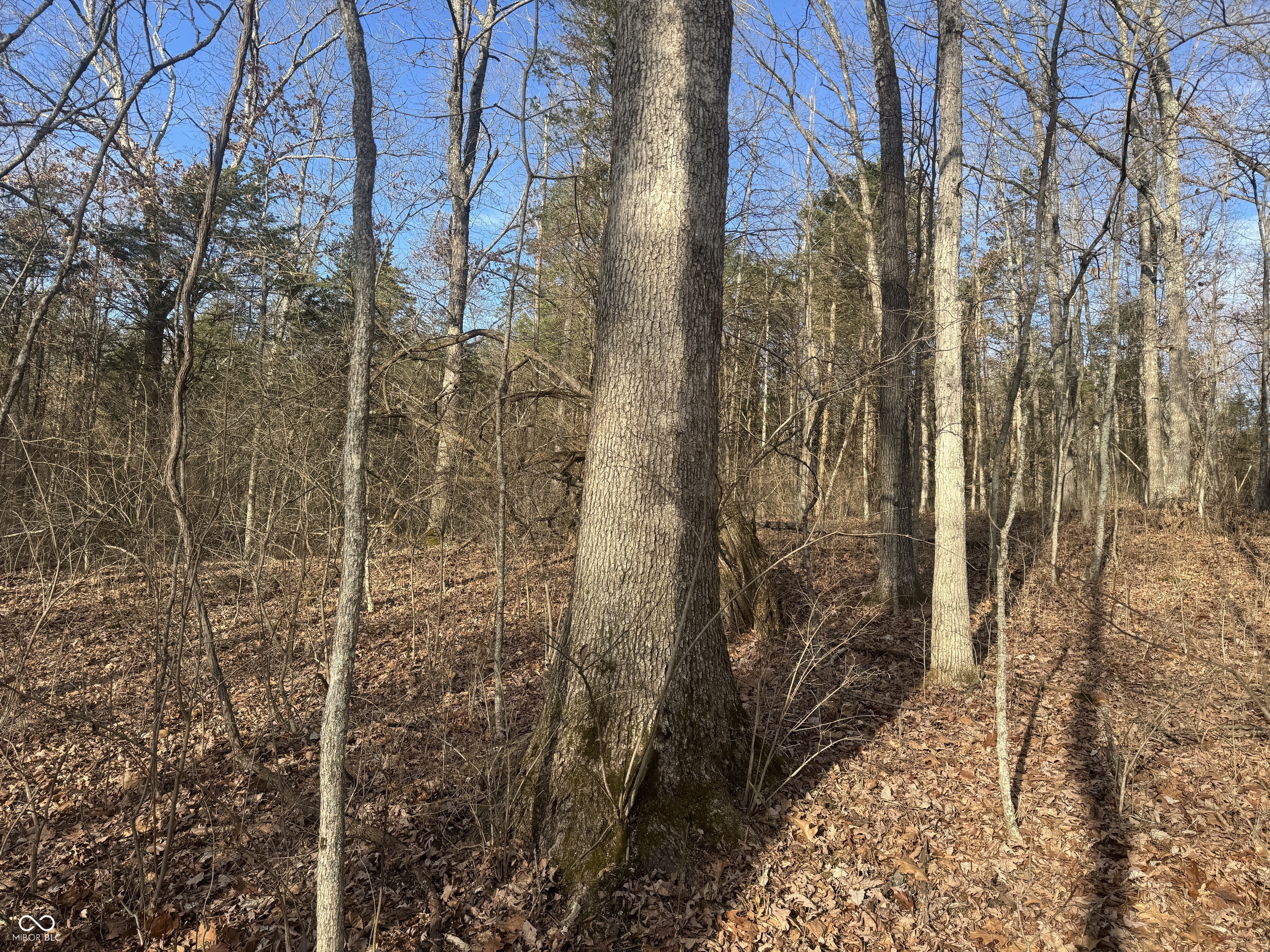 0 Burtzelbach Road Guilford, IN 47022 - Photo 13 of 33