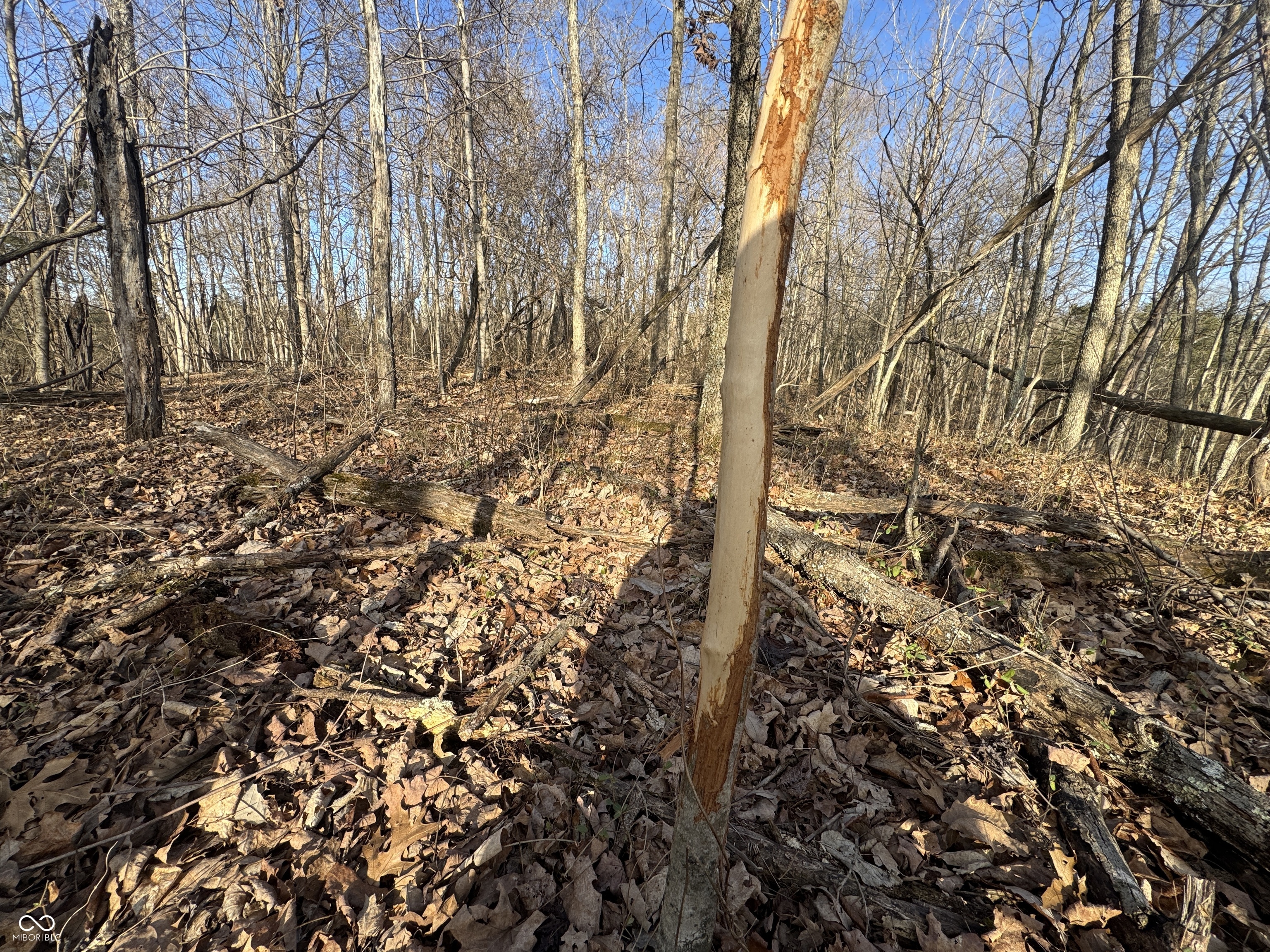 0 Burtzelbach Road Guilford, IN 47022 - Photo 22 of 33