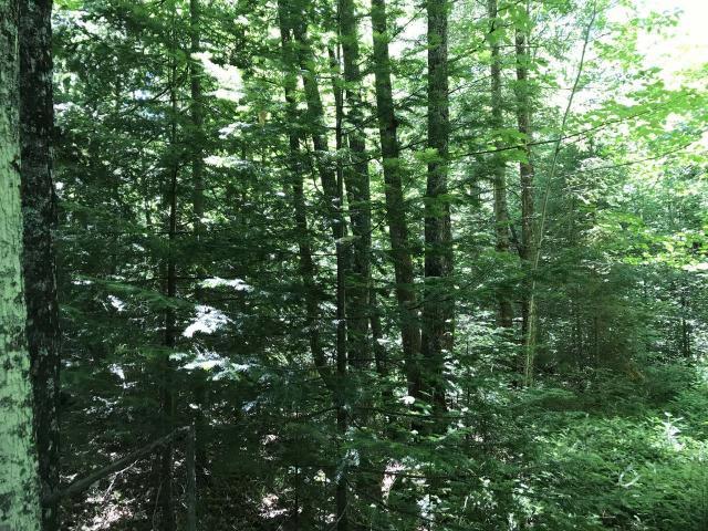 5-6 Evergreen Road, Unit LOTS Crandon, WI 54520 - Photo 5 of 7 Gallery Image 5