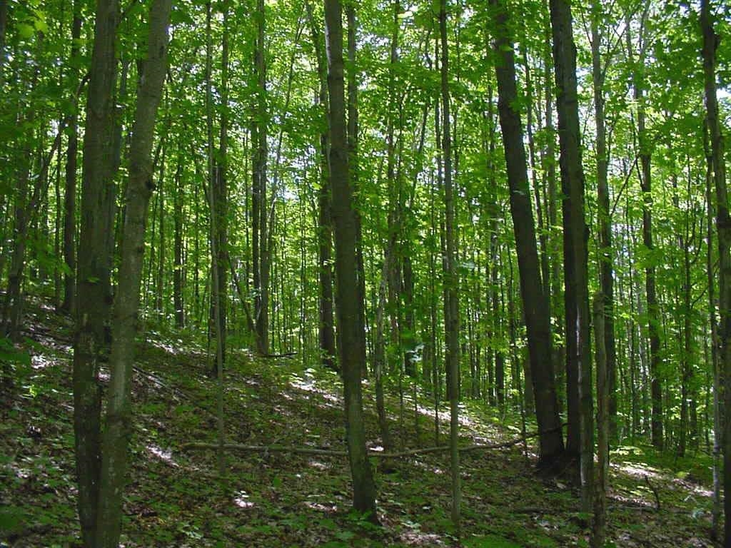 0 Fryzelka Road Buckley, MI 49620 - Photo 1 of 5