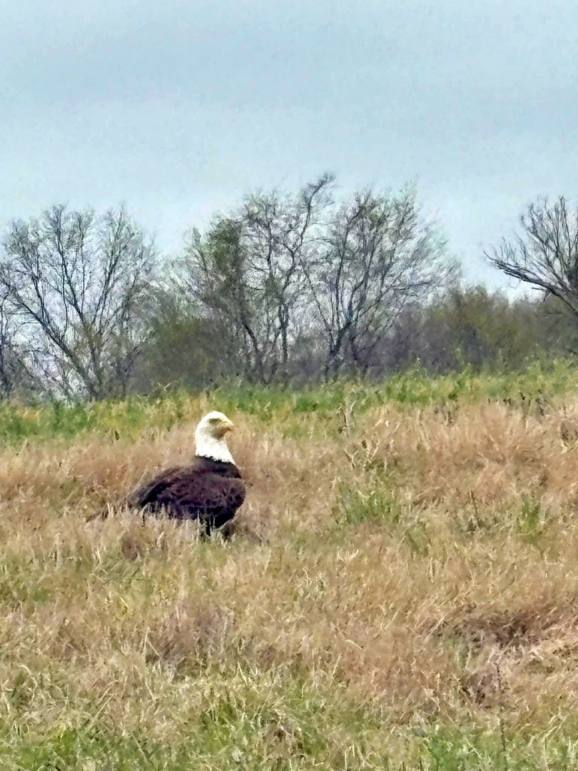 7059 Midway Road Golconda, IL 62938 - Photo 46 of 50