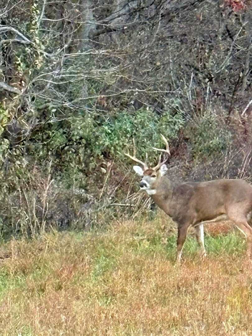 7059 Midway Road Golconda, IL 62938 - Photo 47 of 50