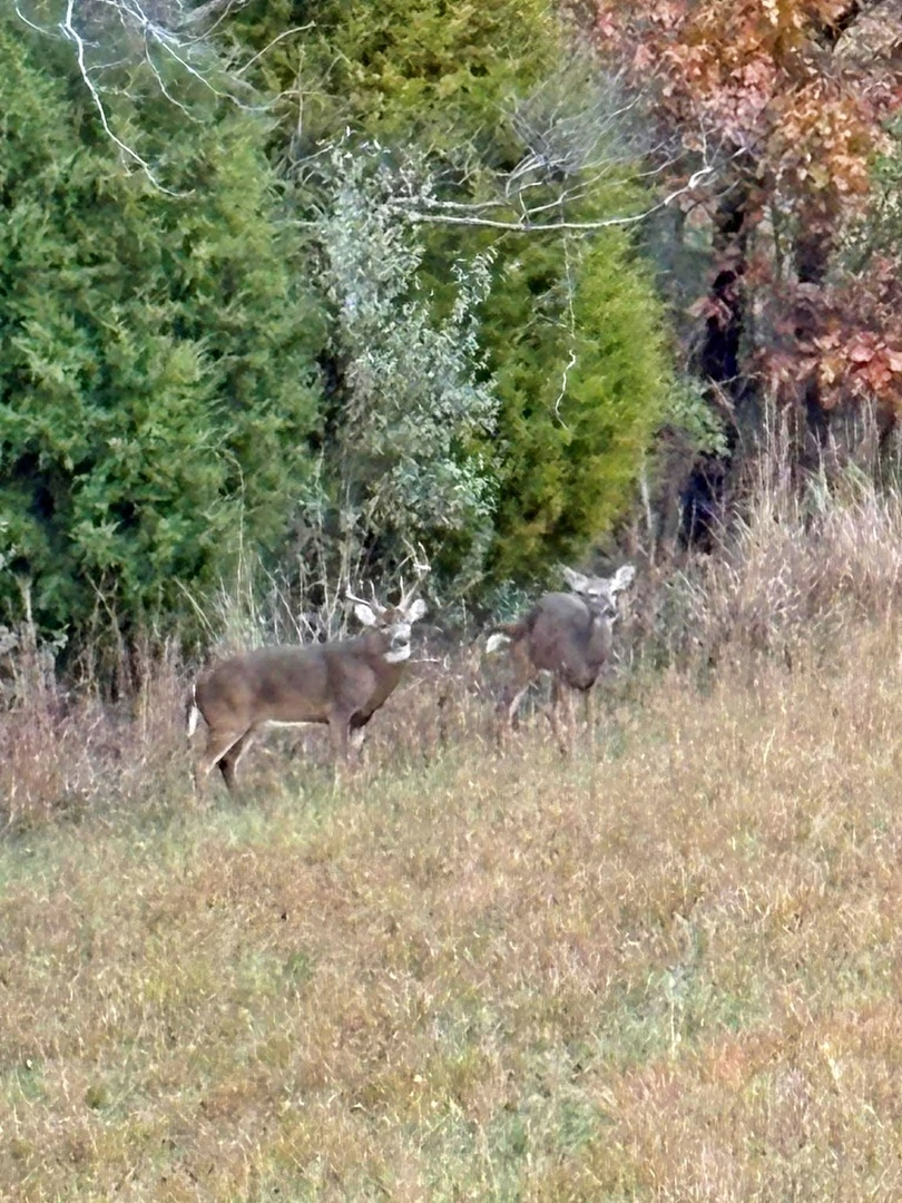 7059 Midway Road Golconda, IL 62938 - Photo 48 of 50