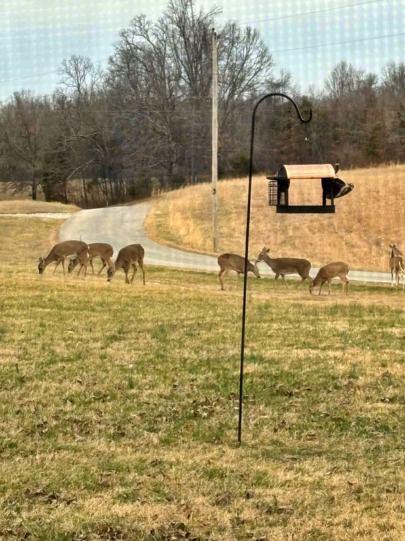 7059 Midway Road Golconda, IL 62938 - Photo 49 of 50