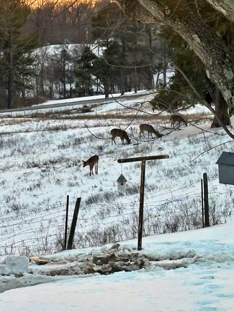 7059 Midway Road Golconda, IL 62938 - Photo 50 of 50