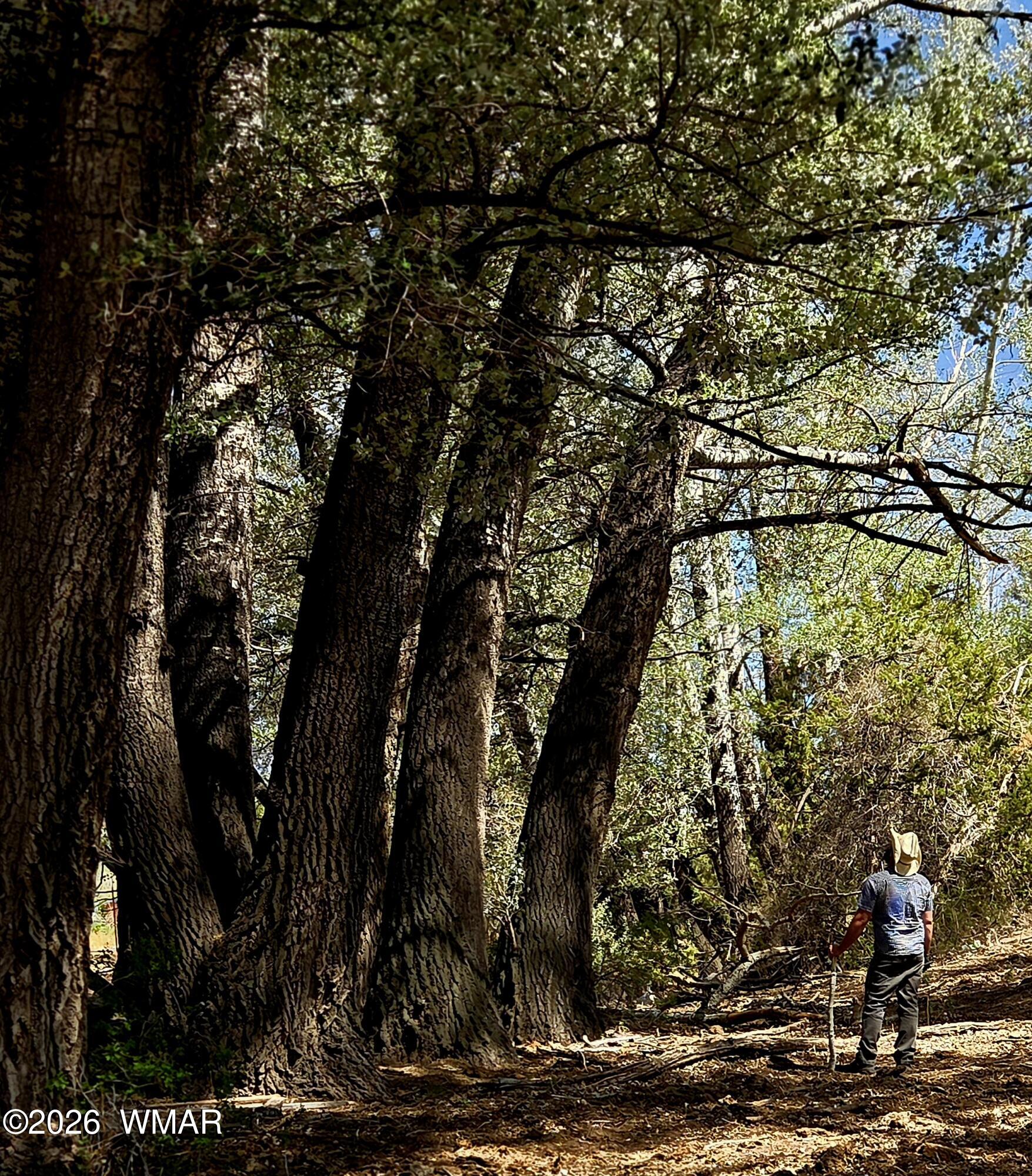 Tbd West School Bus Road Eagar, AZ 85925 - Photo 5 of 10 ENORMOUS SILVER MAPLES