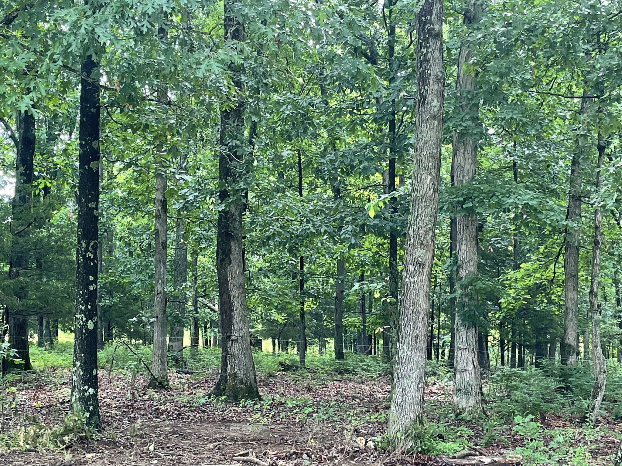 379 Dady Road McEwen, TN 37101 - Photo 13 of 34 a view of a forest with trees in the background