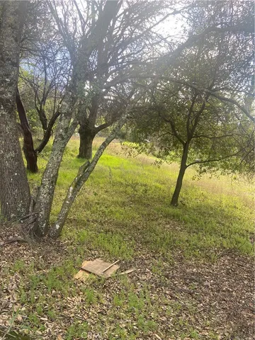 a view of a garden with a tree