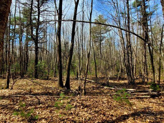 Lot #11 Sanford Rd Wells Wells, ME 04090 - Photo 23 of 53 341298748_533842365588093_48706983892251