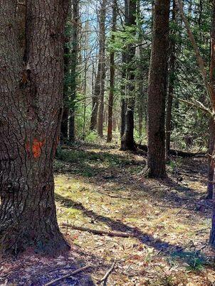 Lot #11 Sanford Rd Wells Wells, ME 04090 - Photo 33 of 53 341535223_906846270641153_29376511498844