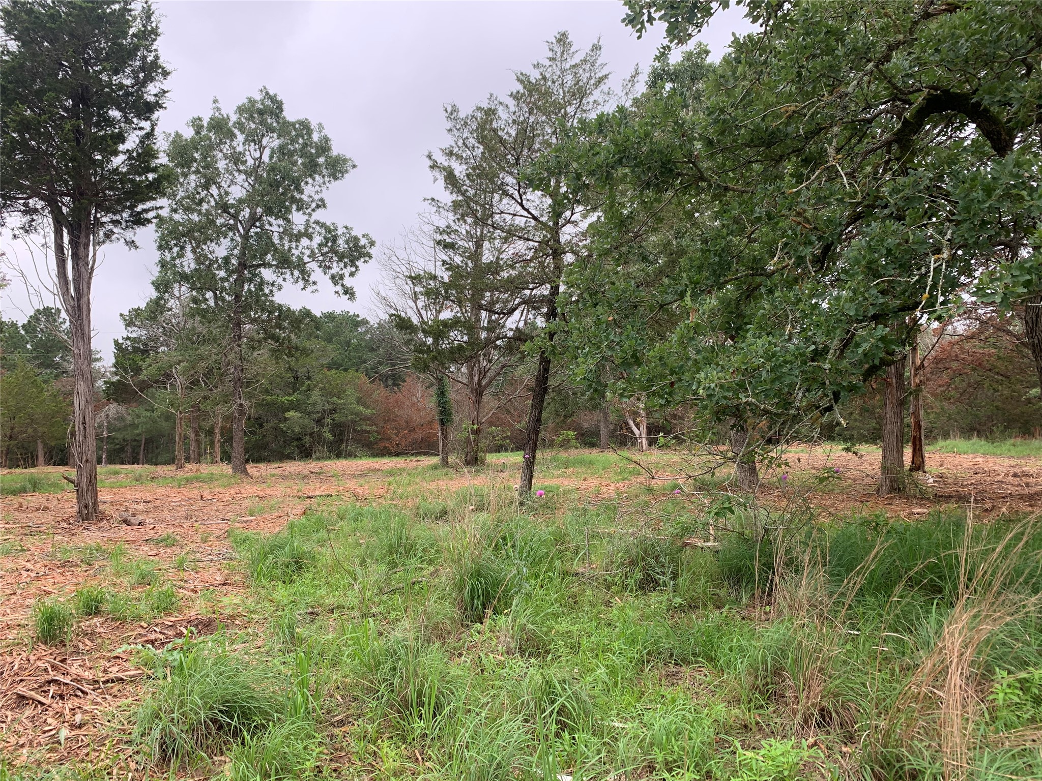 0 Pine Valley Loop Smithville, TX 78957 - Photo 11 of 19 a view of outdoor space with trees all around