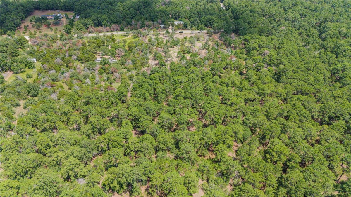 0 Pine Valley Loop Smithville, TX 78957 - Photo 6 of 19 a view of a yard with a plant