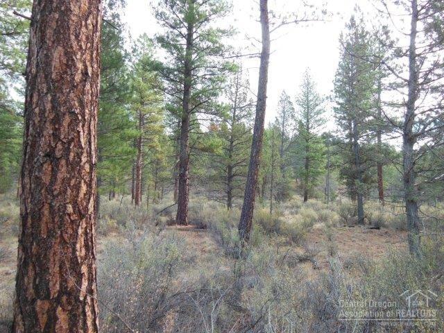 17785 Wilt Road Sisters, OR 97759 - Photo 8 of 25 a view of a forest with trees in the background