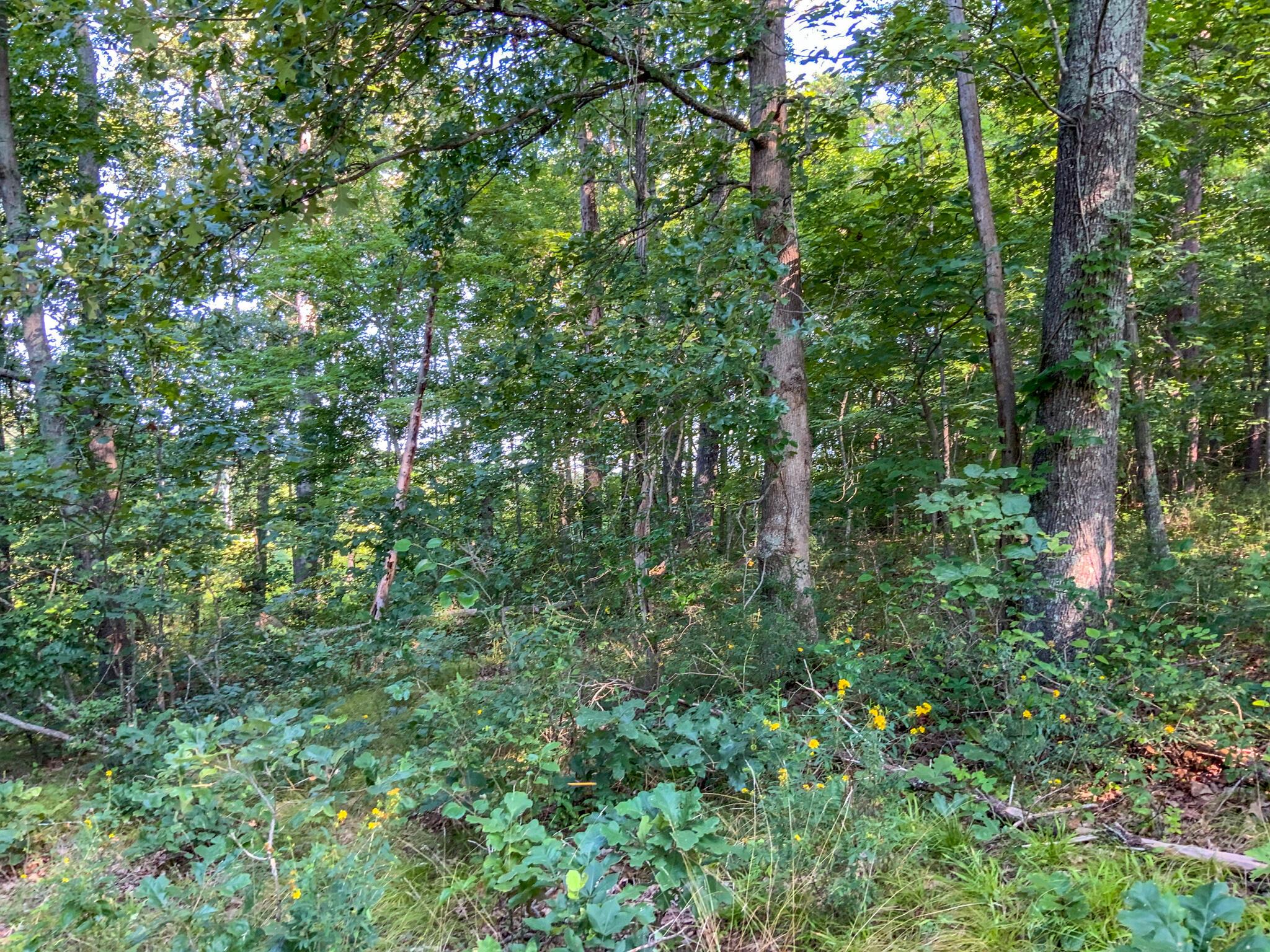 175 Comer School Road Minford, OH 45653 - Photo 26 of 39 IMG_3548