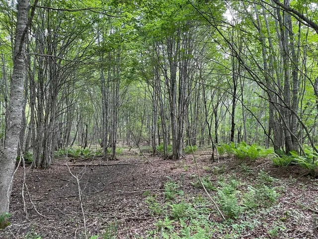 $115,000 | Lot #118 Kansas Road, Milbridge, ME 04658