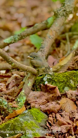 a view of a yard with plants and large trees