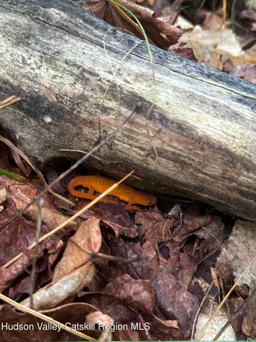 a view of a lush green forest with trees and some plants